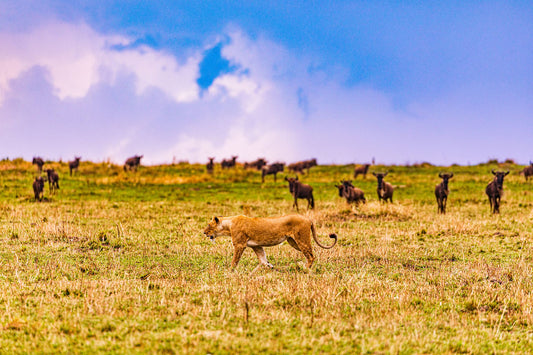Africa’s Big Five: Meet the Legends of the Wild