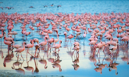Top birdwatching hotspots in Kenya
