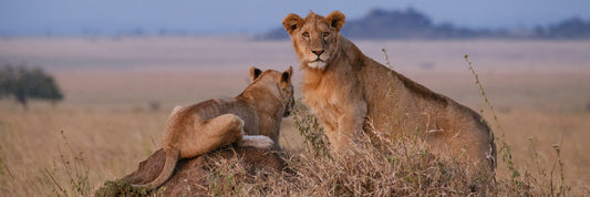 Best season for safari in the Masai Mara