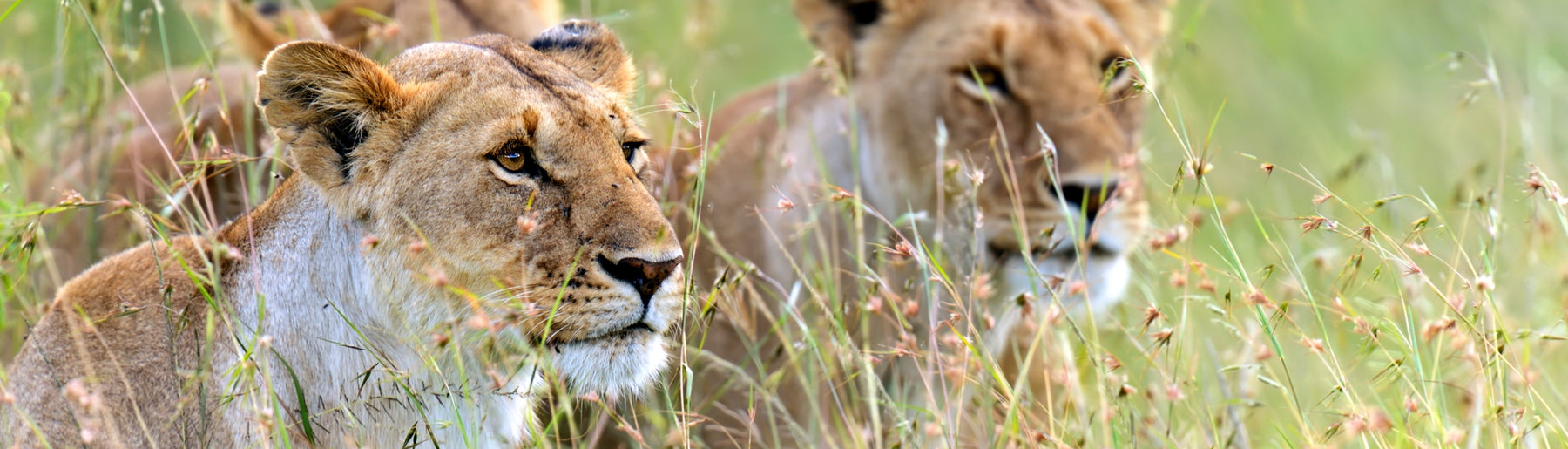 Day 1: Arrival in Nairobi, transfer to Maasai Mara & Village Visit