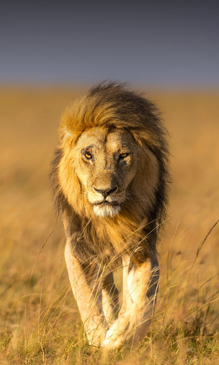 The Essence of Masai Mara
