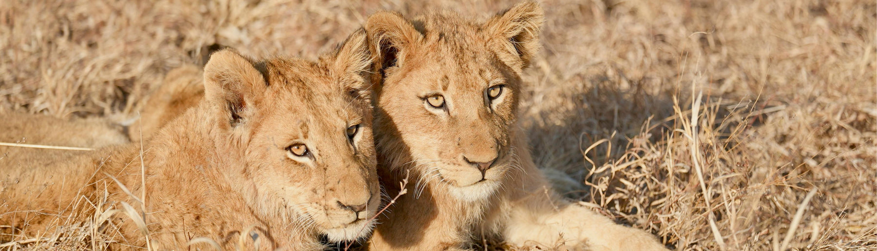 Day 1: Arrival – Kilimanjaro Airport to Central Serengeti & Afternoon Safari