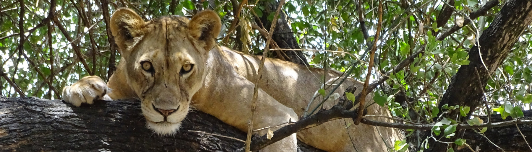 Day 1: Arrival – Kilimanjaro Airport to Lake Manyara & Afternoon Safari