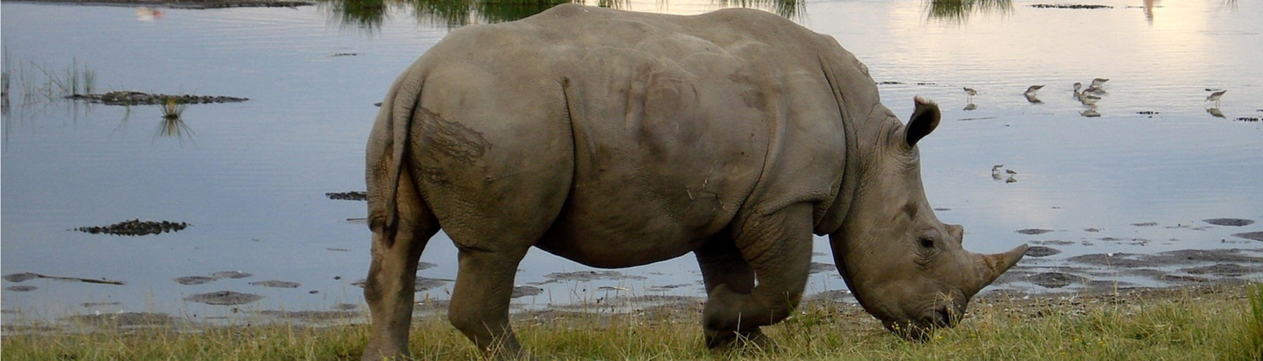 Day 2: Lake Nakuru National Park Safari