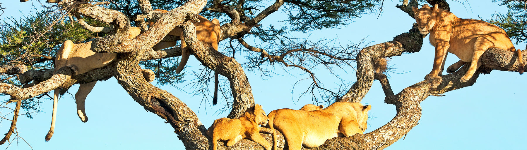 Day 2: Tarangire to Lake Manyara – Afternoon Safari