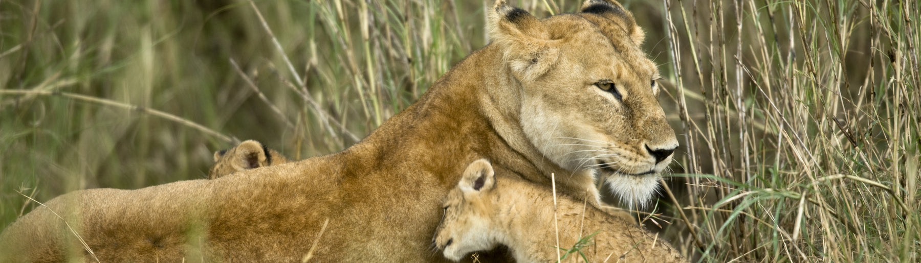 Day 2: Ngorongoro to Central Serengeti – Afternoon Safari