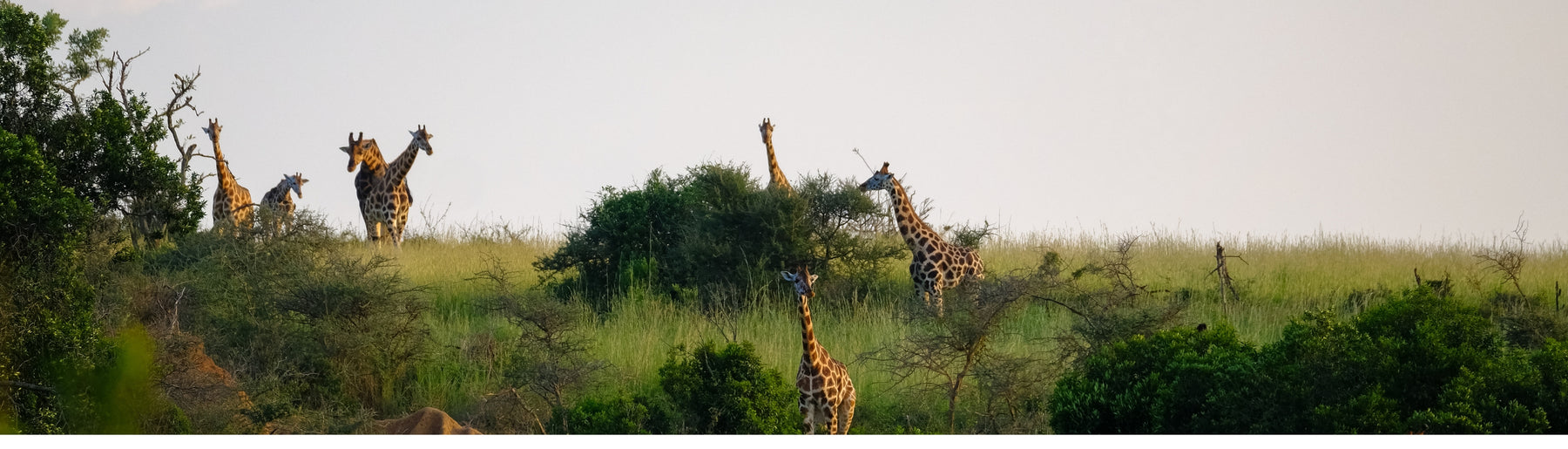 Day 4: Serengeti to Zanzibar – Island Arrival