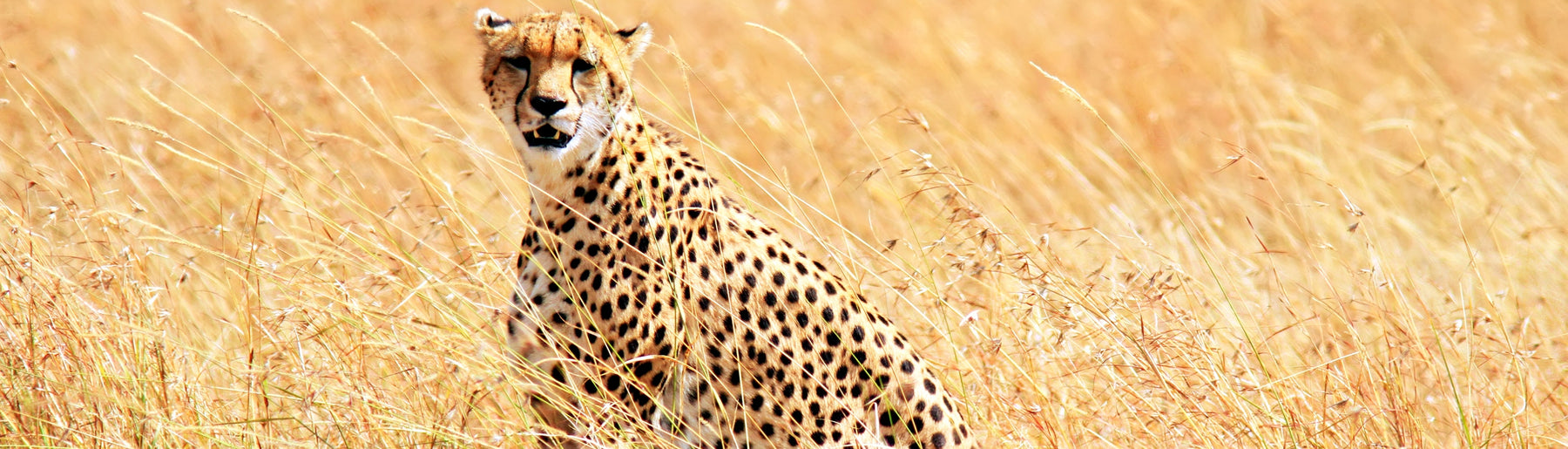 Day 3: Lake Nakuru to Maasai Mara & Cultural Experience