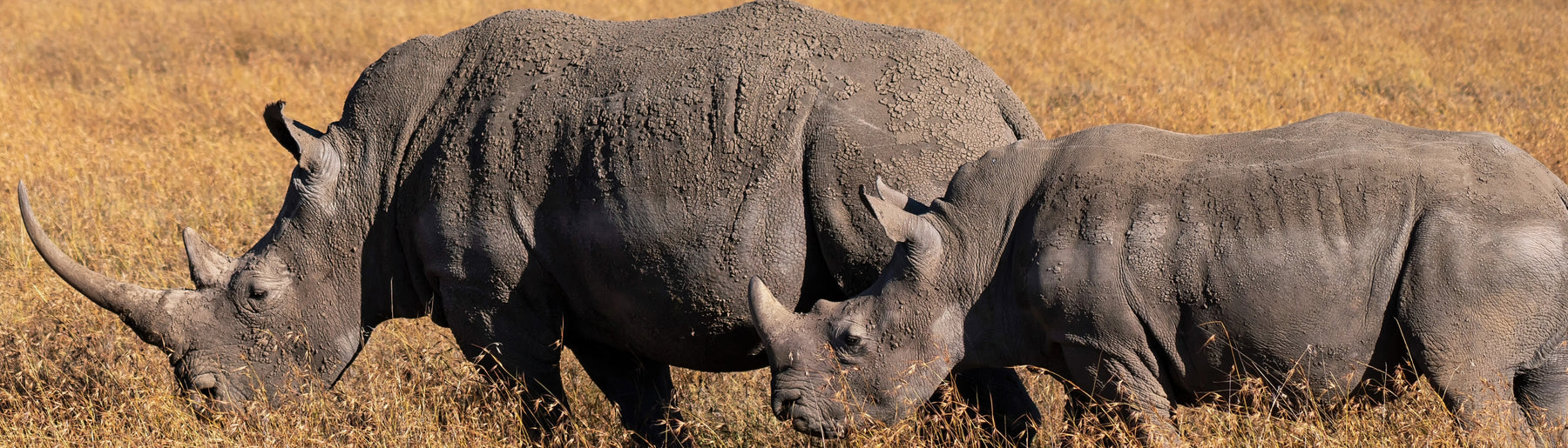 Day 3: Samburu to Ol Pejeta Conservancy