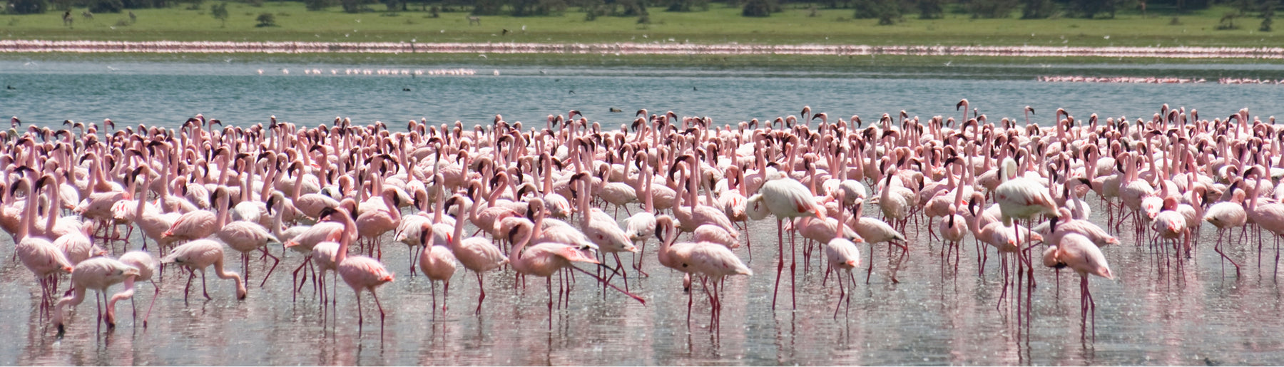 Day 3: Amboseli to Lake Naivasha & Boat Ride Experience