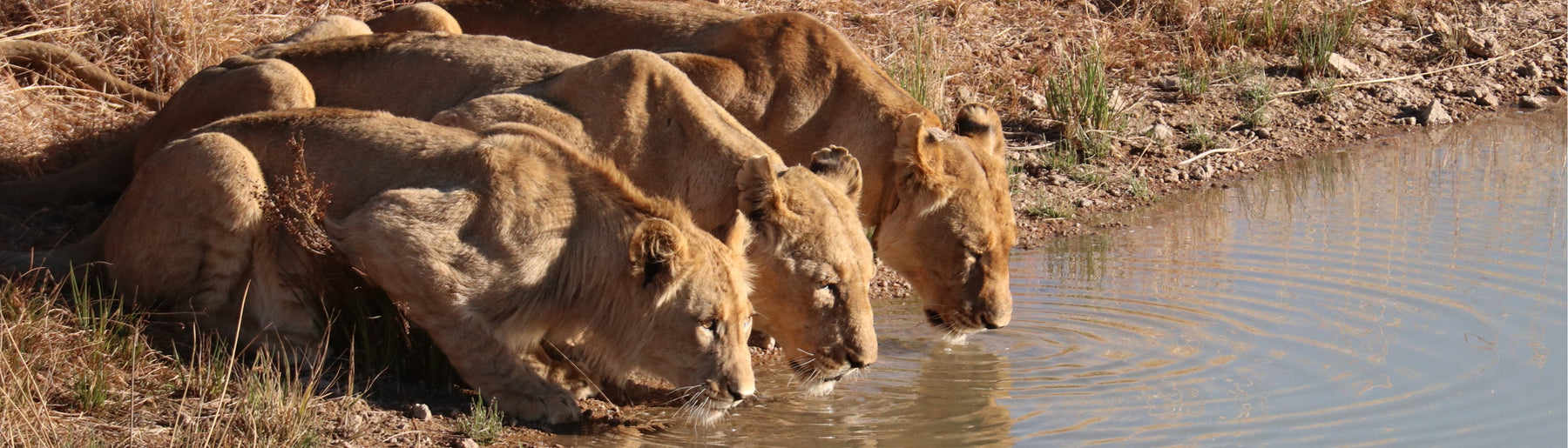 Day 3: Ngorongoro to Central Serengeti – Afternoon Safari