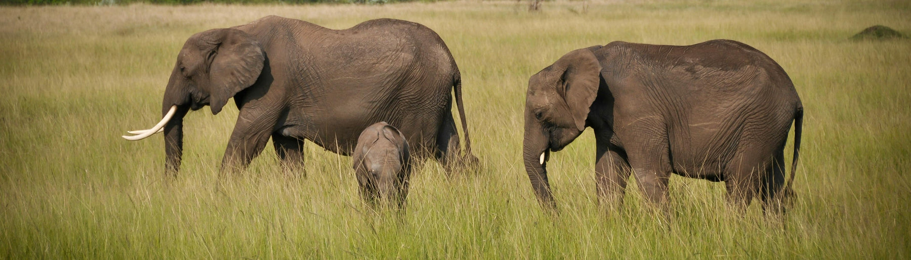 Day 4: Central Serengeti to Kilimanjaro – Departure