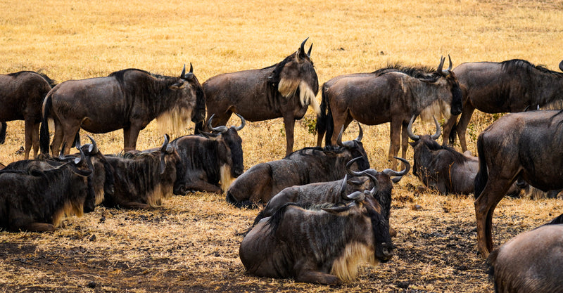 The Essence of Serengeti