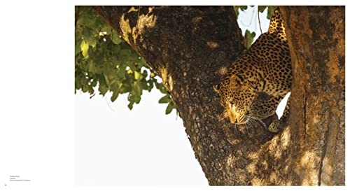 The New Big 5: A Global Photography Project for Endangered Species