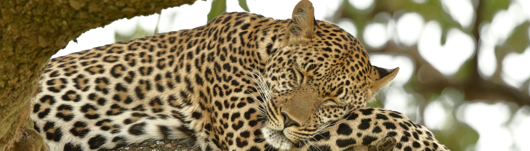Day 4: Lake Naivasha to Maasai Mara & Village Experience