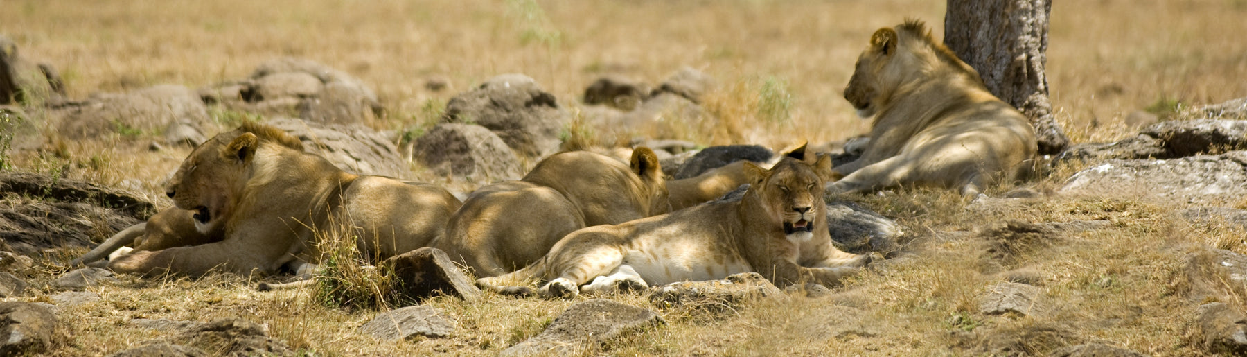 Day 4-5: Exploring Maasai Mara