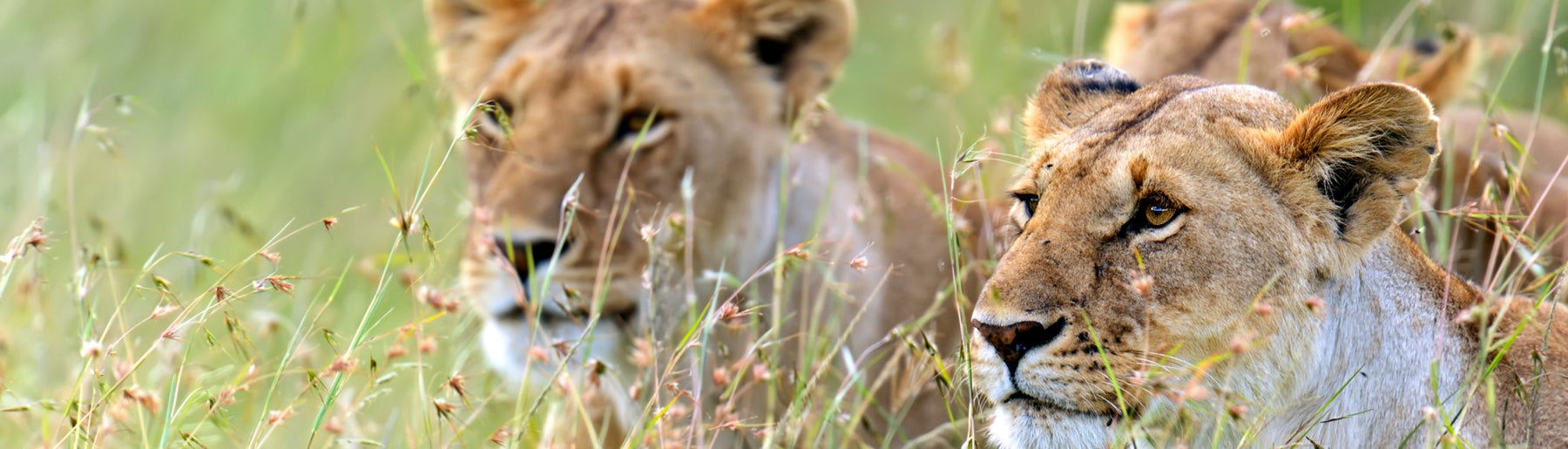 Day 4-5: Exploring Masai Mara