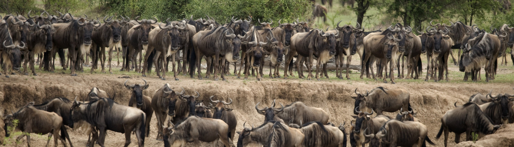 Day 4-5: Exploring the Central Serengeti