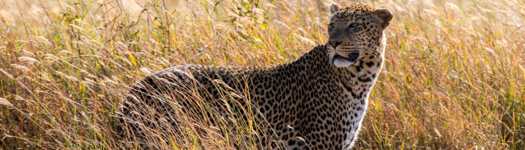 Day 4: Ngorongoro to Central Serengeti – Afternoon Safari