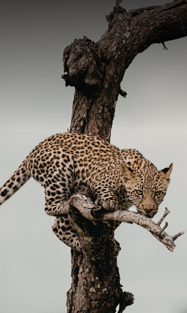 The Essence of Serengeti