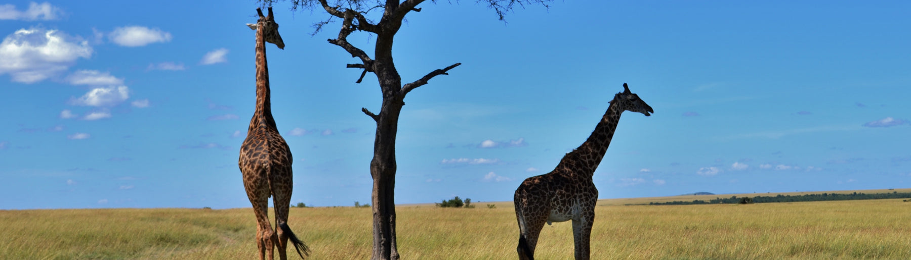 Day 5-6: Exploring the Central Serengeti