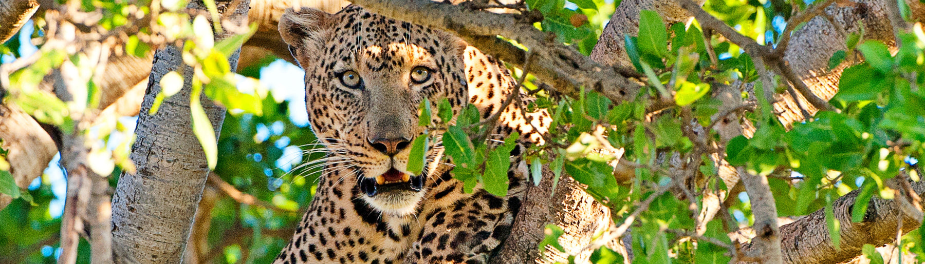 Day 6: Central Serengeti to Kilimanjaro – Departure