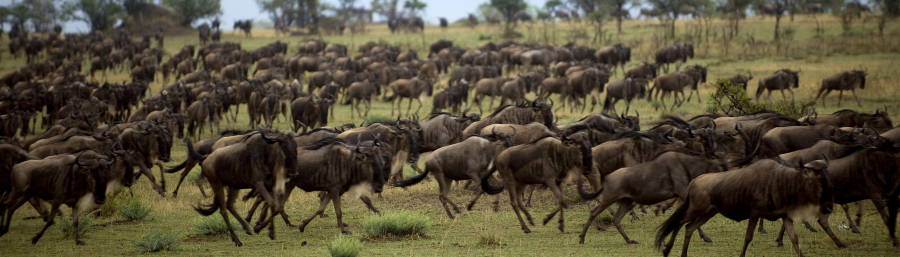 Day 6-7: Safaris in Serengeti