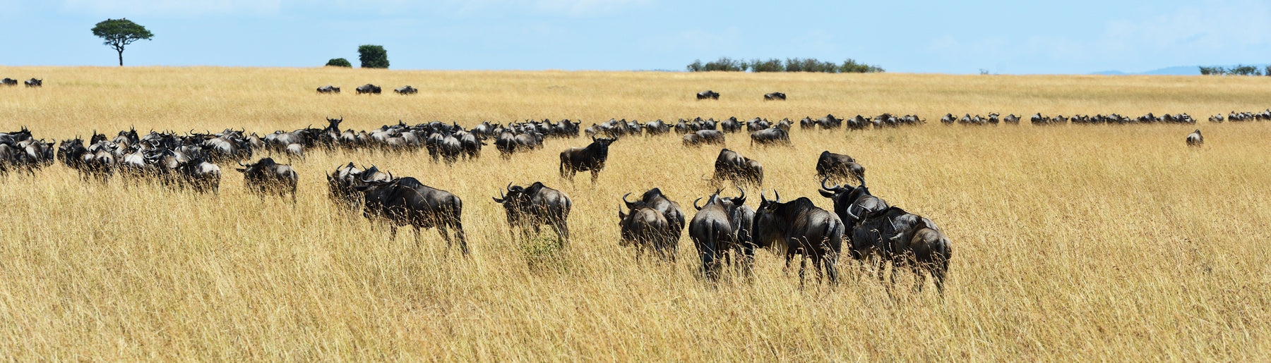 Day 6-8: Exploring the Masai Mara