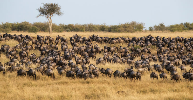 Echoes of the Great Migration