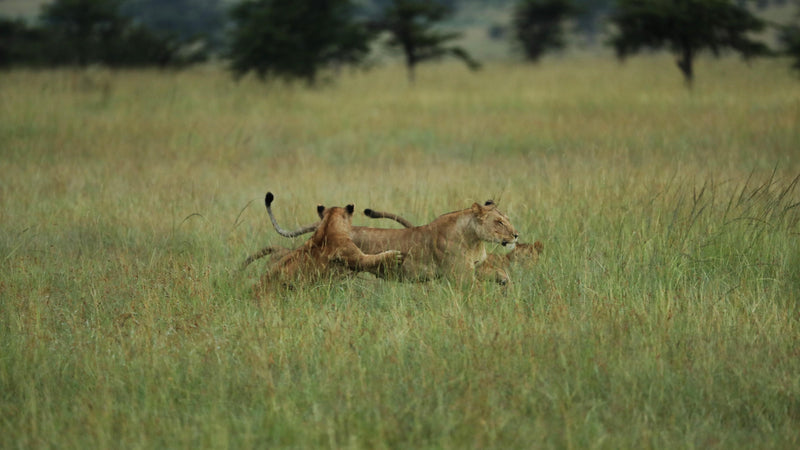 The Family Safari Story