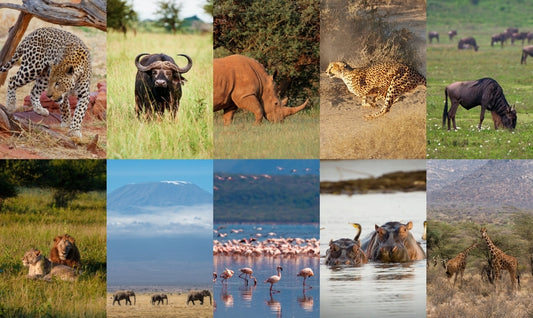 Africa’s Big Five: Meet the Legends of the Wild