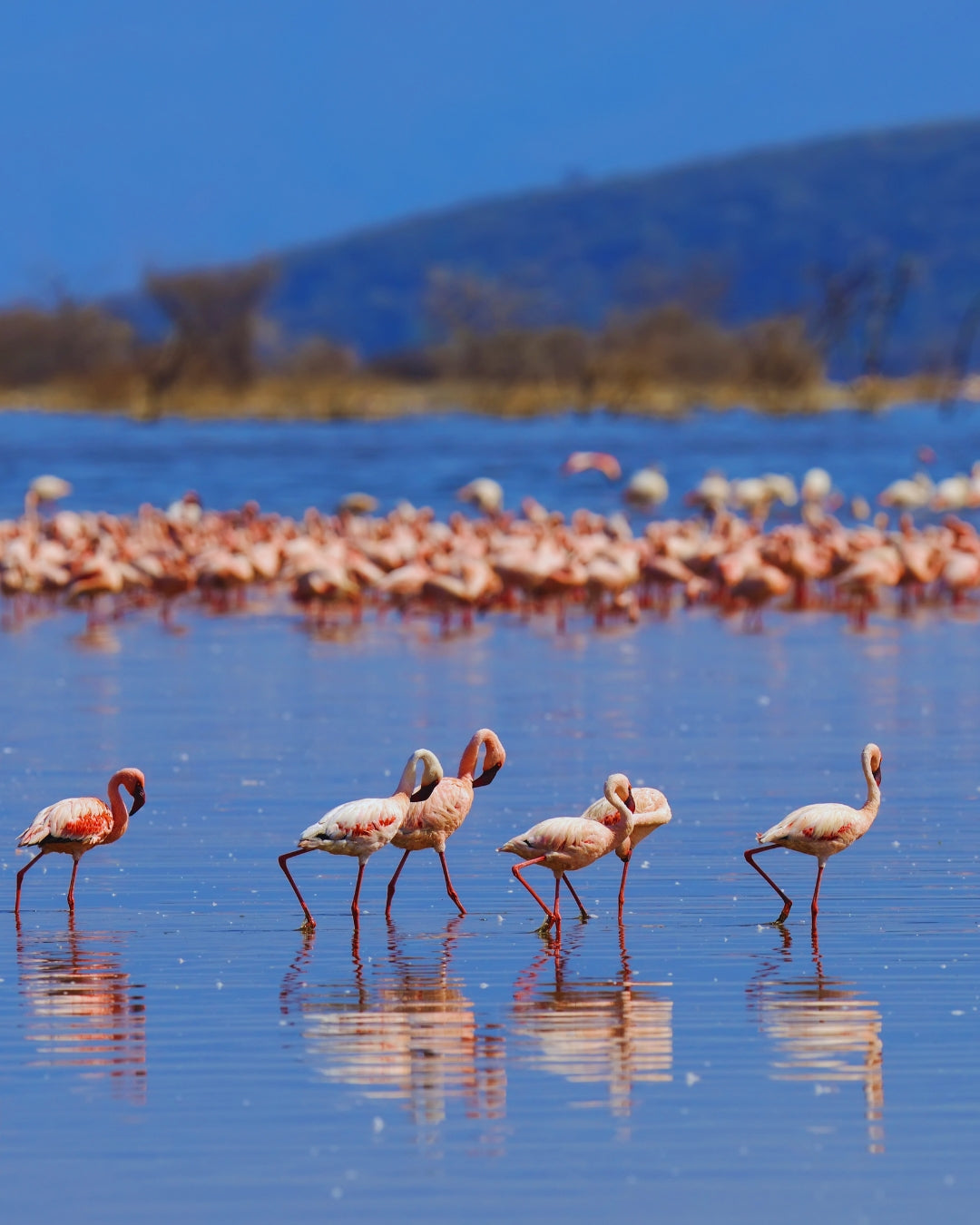 Masai Mara 5-Day Safari Itinerary
