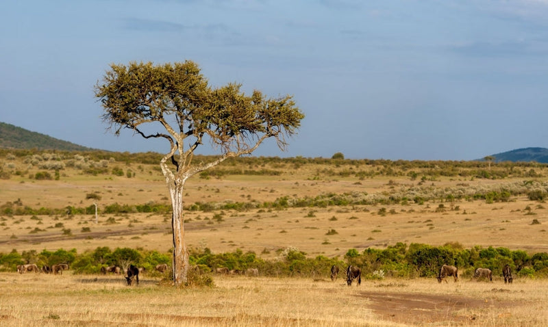 Kenya vs Tanzania safari comparison guide showing wildlife in Masai Mara and Serengeti for 2026