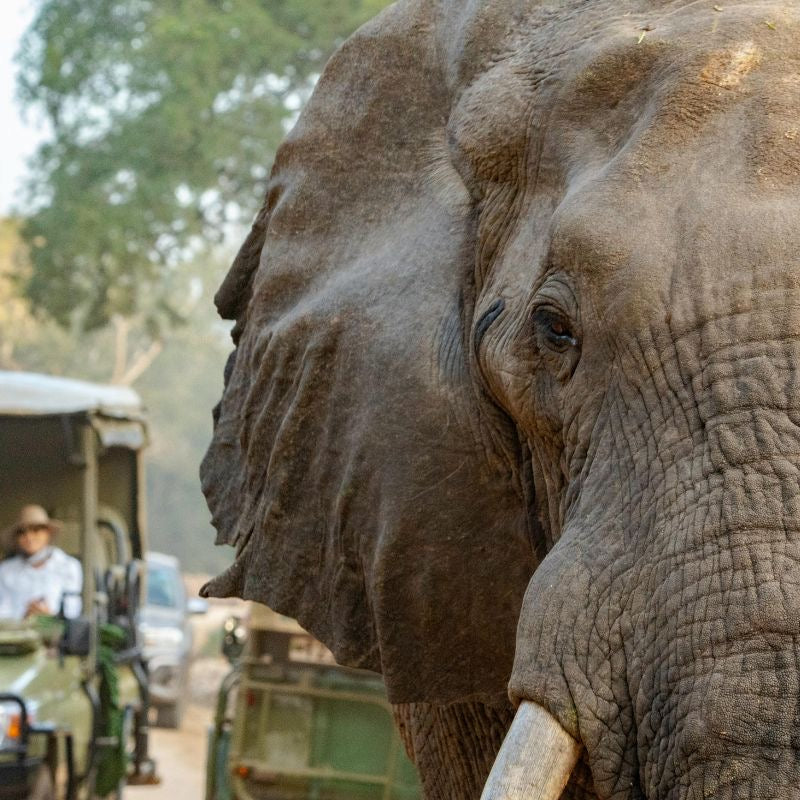 Masai Mara 6-Day Safari Itinerary