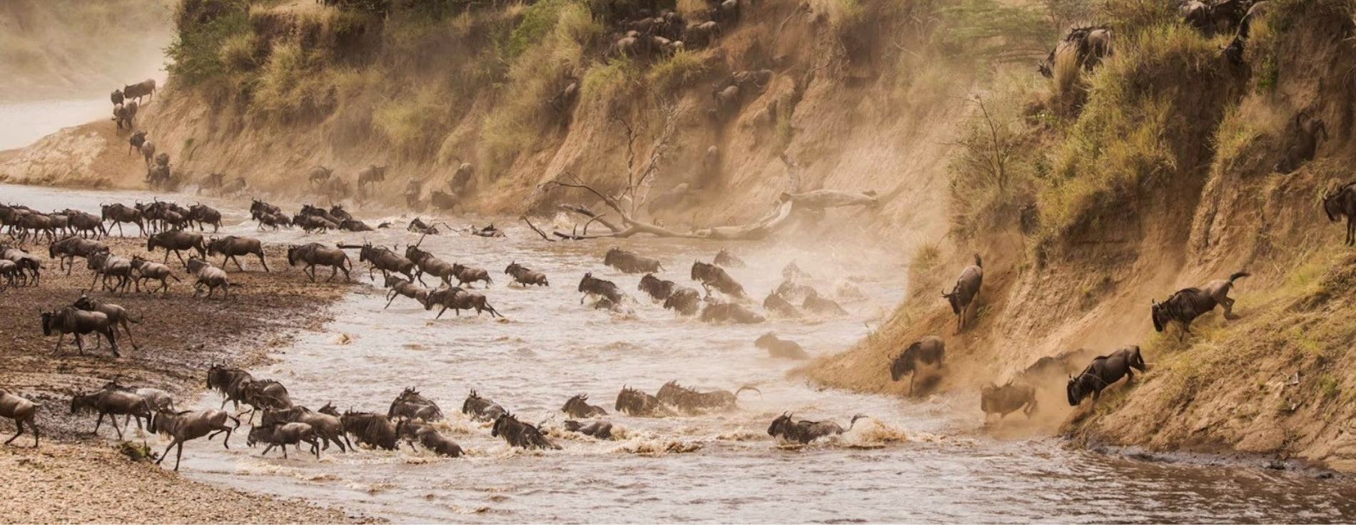 Kenya Safari Bucket List: Top Wildlife Experiences You Can't Miss