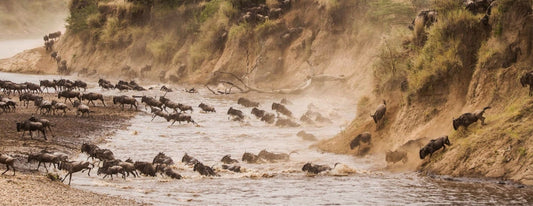 Kenya Safari Bucket List: Top Wildlife Experiences You Can't Miss
