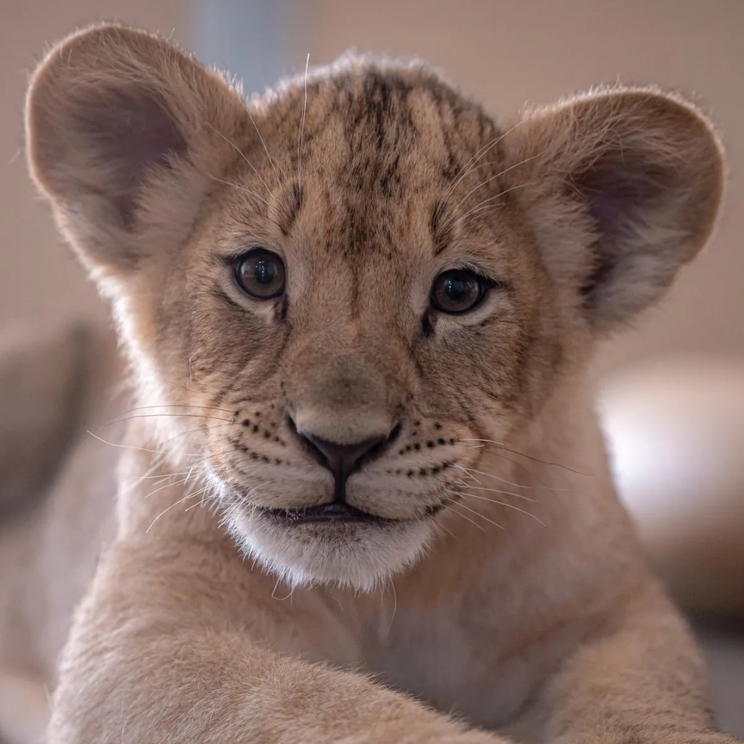 Masai Mara 4-Day Safari Itinerary