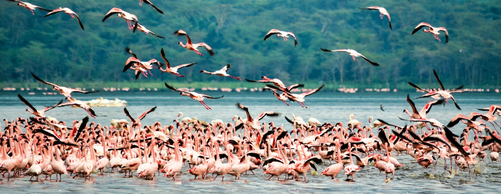 Lake Nakuru Birds: 450+ Species, 1M+ Flamingos, Best Spots