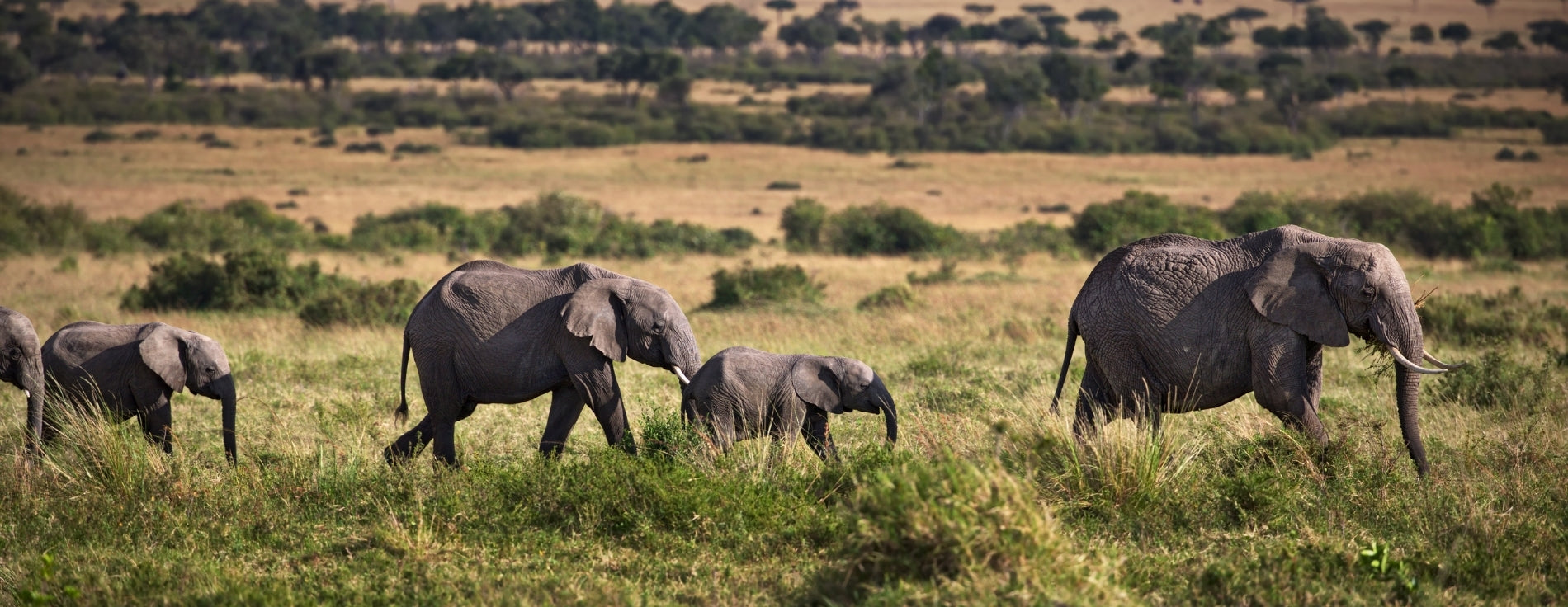 Kenya Safari Bucket List