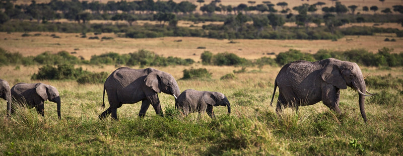 Kenya Safari Bucket List