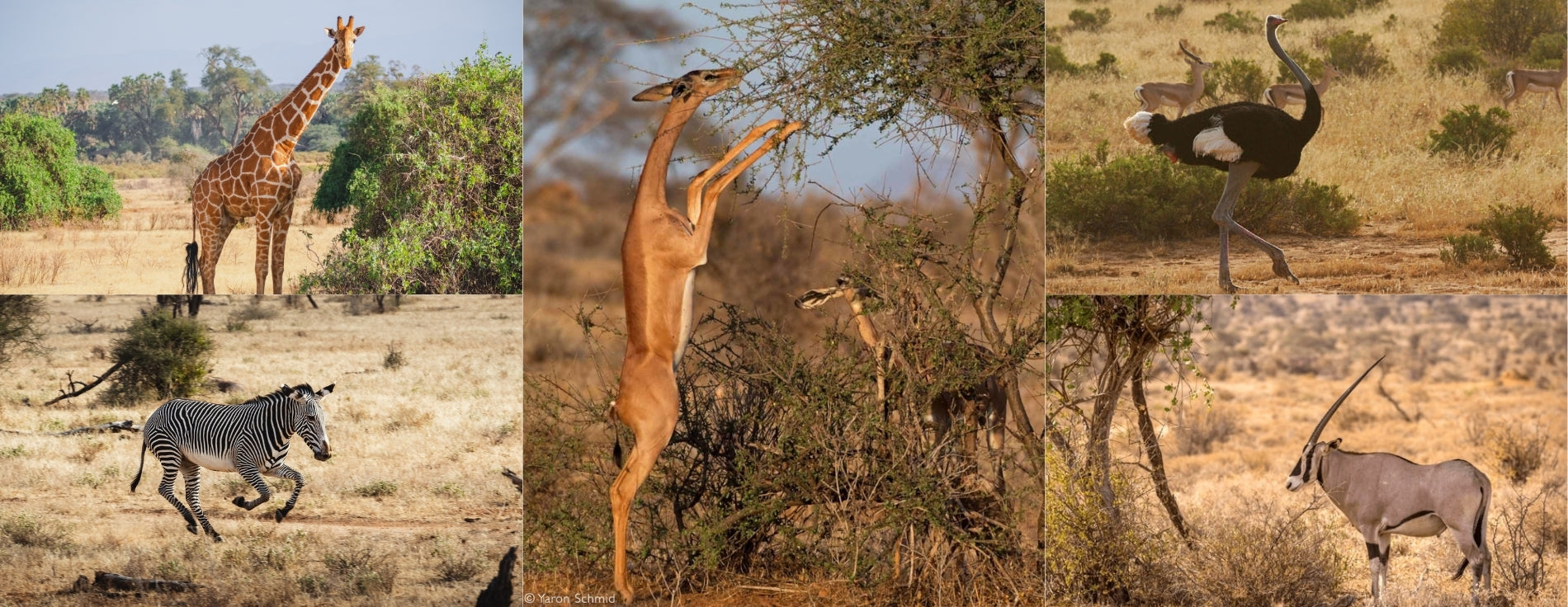 The Special Five of Samburu: Rare Wildlife You Won't Find Anywhere Else