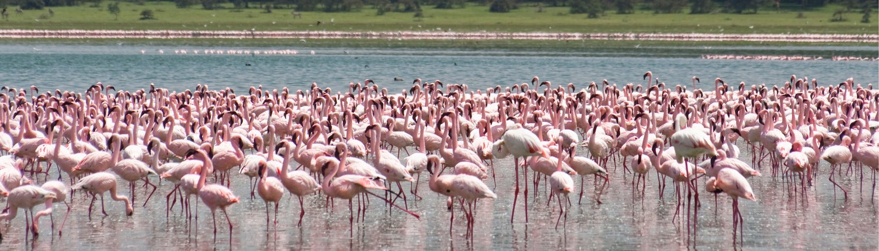 Day 1: Arrival – Lake Naivasha & Crescent Island walking safari