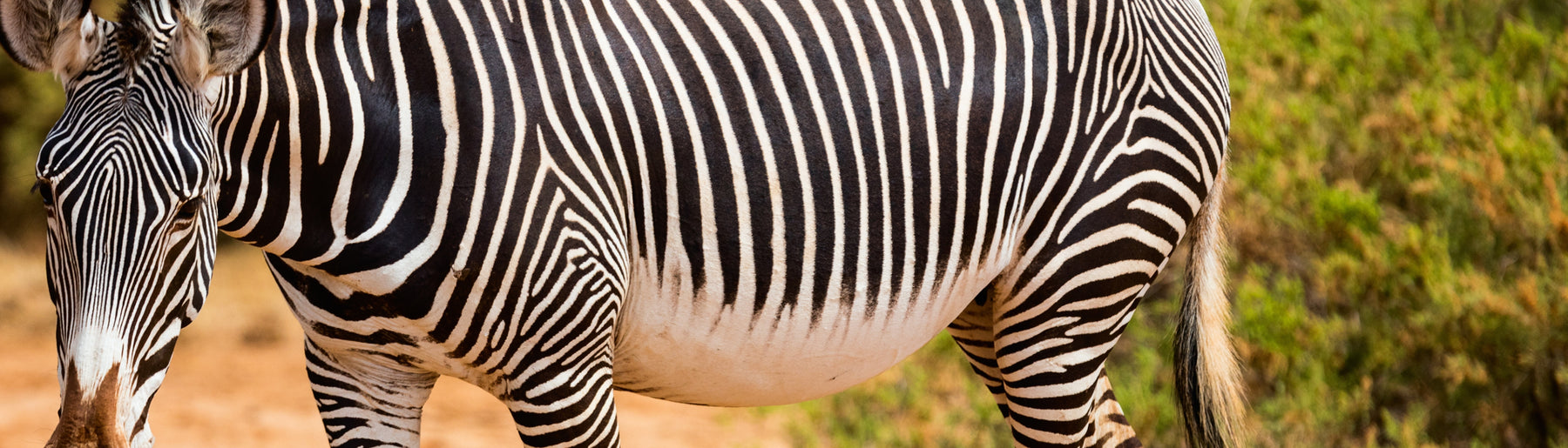 Day 1: Arrival – Drive to Samburu & Afternoon Safari