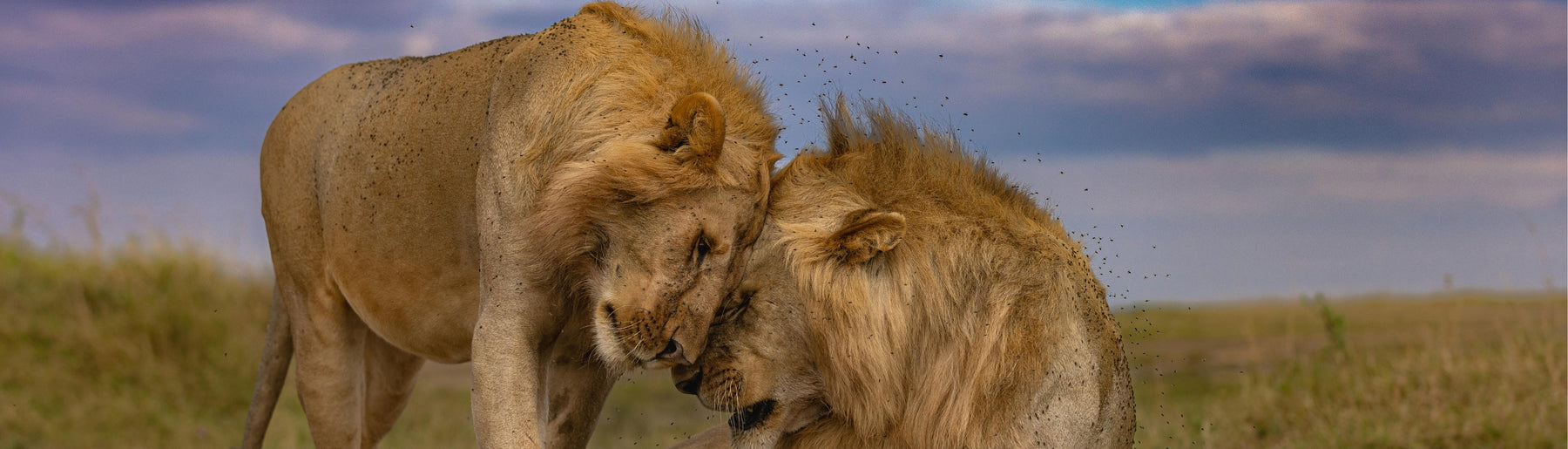 Day 1: Arrival – Maasai Mara & Village Experience