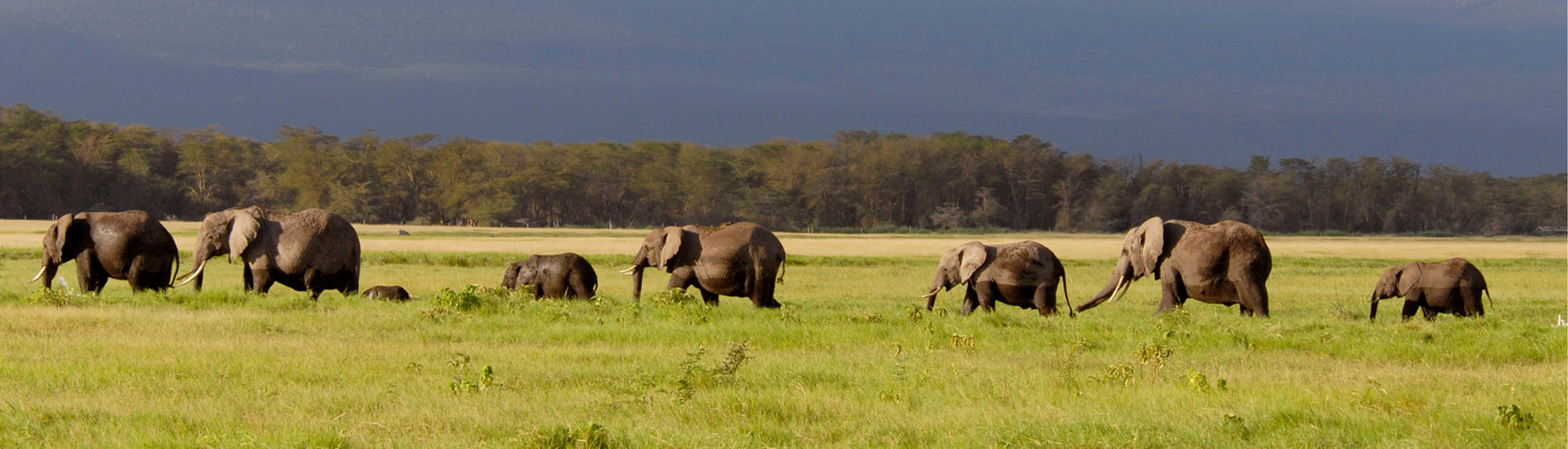 Day 1: Arrival & Journey to Amboseli