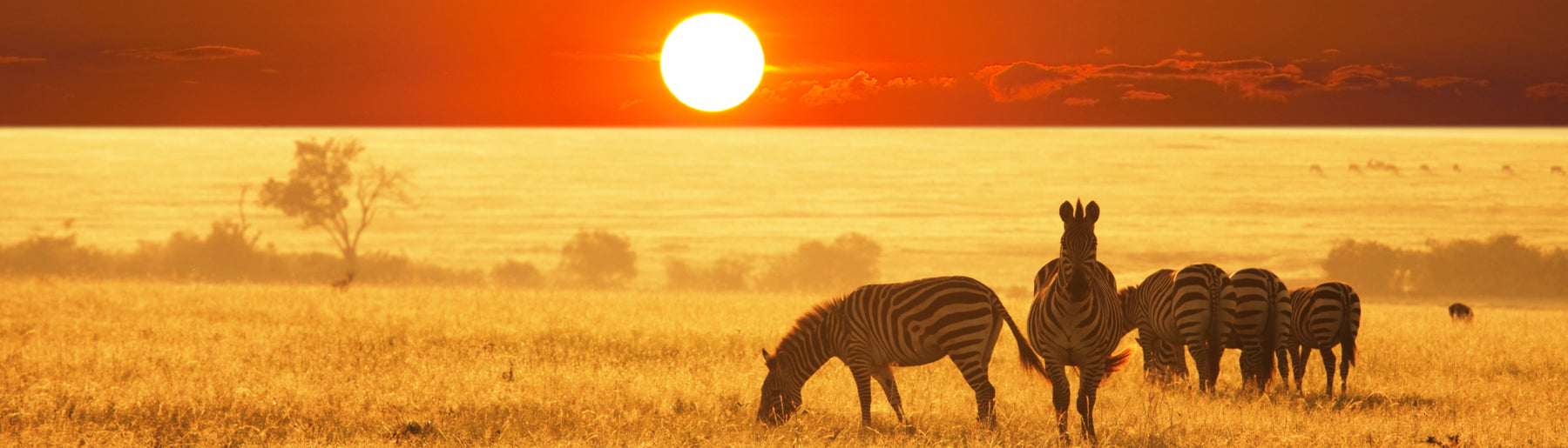 Day 2-3: Exploring the Central Serengeti