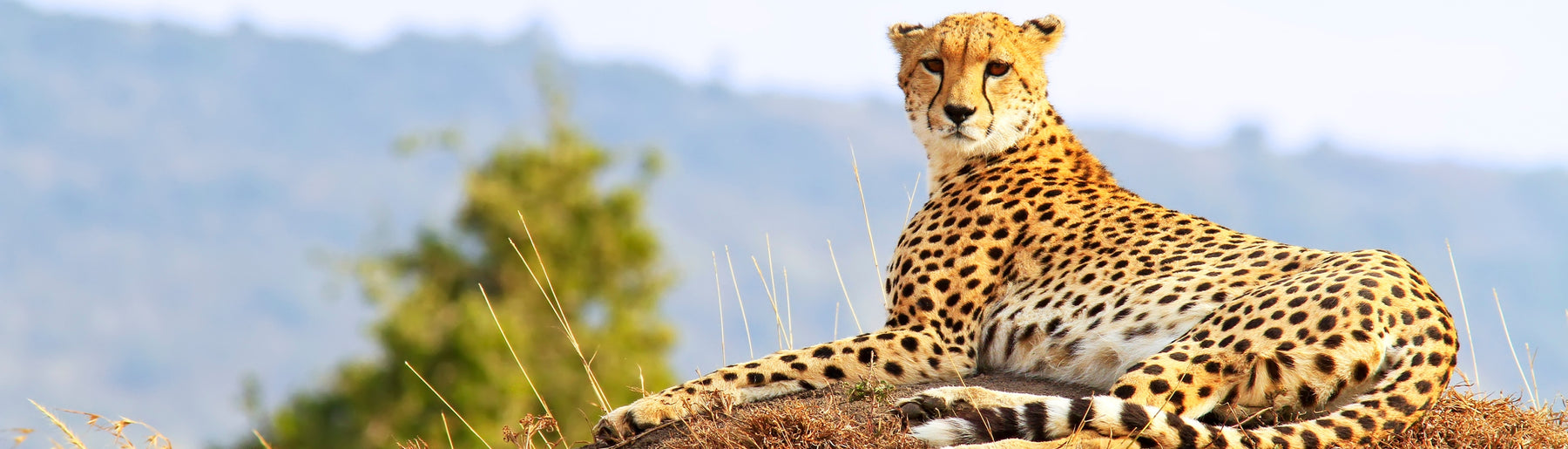 Day 2-3: Exploring the Maasai Mara
