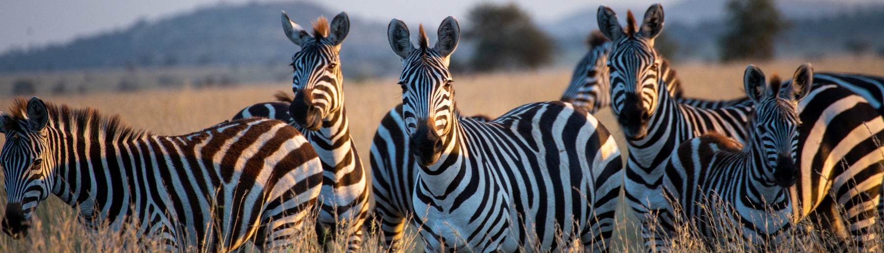 Day 2-3: Exploring the Central Serengeti