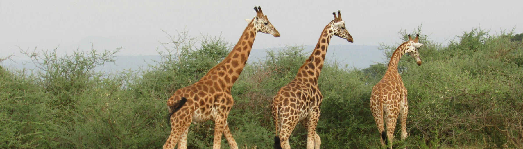 Day 2-3: Exploring the Maasai Mara