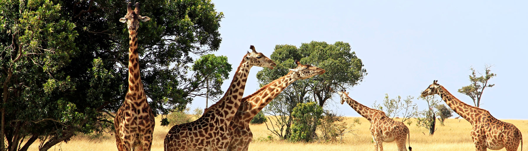 Day 2-3: Exploring the Masai Mara